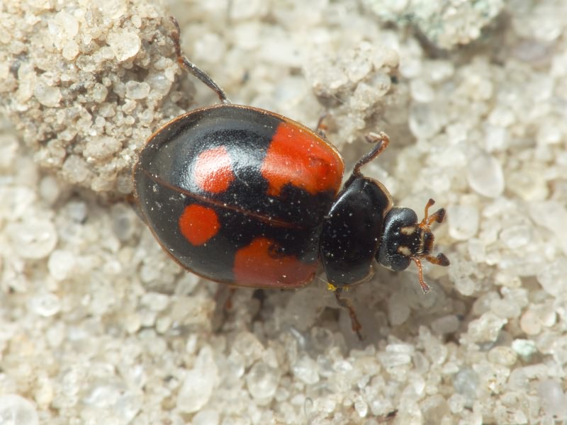 Adalia bipunctata (Linnaeus, 1758)